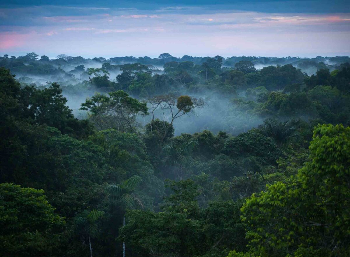 Keajaiban Hutan Amazon, Kekayaan Ekologis dan Peran Pentingnya dalam Menjaga Keseimbangan Bumi